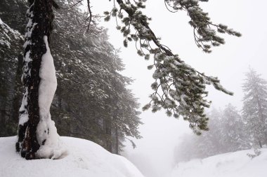 Karla kaplı dağlarla kaplı kış ormanı manzarası