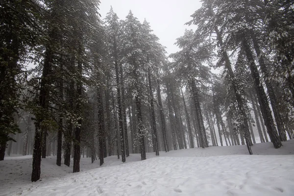 Paysage forestier hivernal avec montagne couverte de neige — Photo