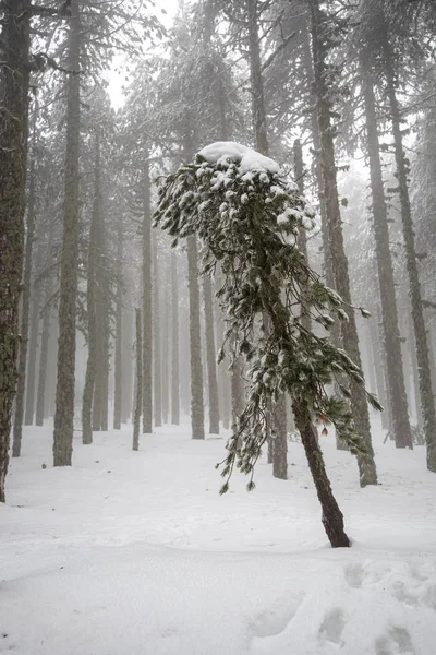Zimní lesní krajina s horami pokrytými sněhem. — Stock fotografie