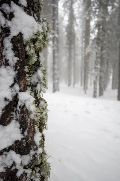Paisagem florestal de inverno com montanha coberta de neve e pinheiros — Fotografia de Stock