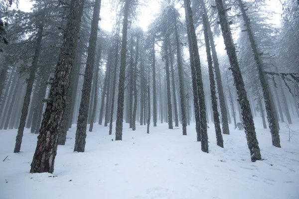 Zimní les krajina s horami pokryté sněhem a borovice t — Stock fotografie