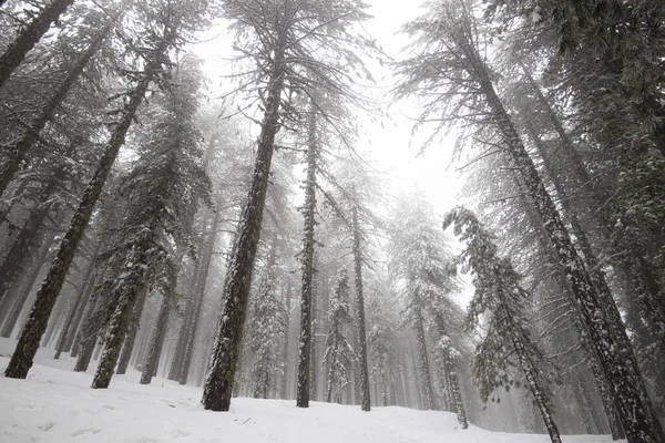 Zimní les krajina s horami pokryté sněhem a borovice t — Stock fotografie