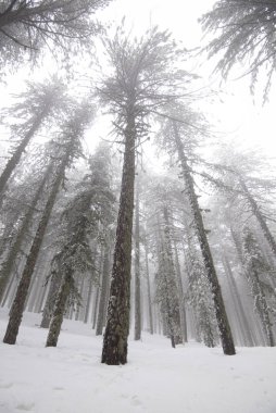Kar ve çam ağaçlarıyla kaplı dağlarla kaplı kış ormanı manzarası. Kıbrıs 'taki Troodos Dağları