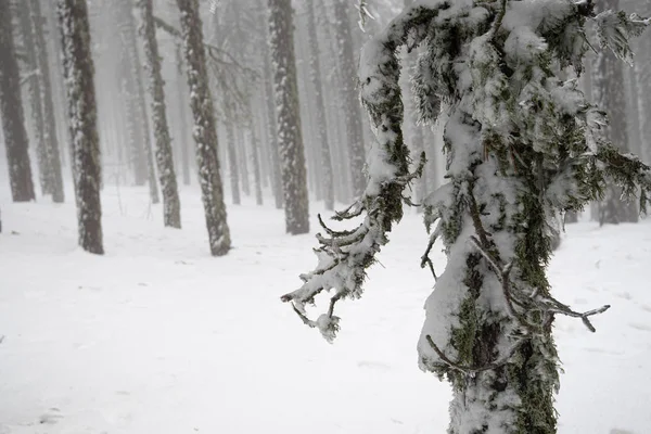 Winter Forest Landscape Mountain Covered Snow Pine Trees Troodos Mountains — Stock Photo, Image