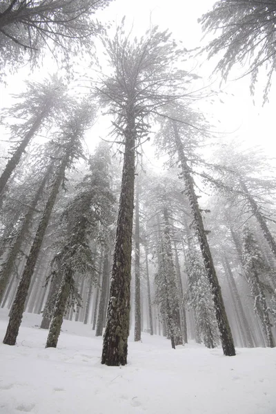Paesaggio Forestale Invernale Con Montagna Coperta Neve Pini Montagne Troodos — Foto Stock