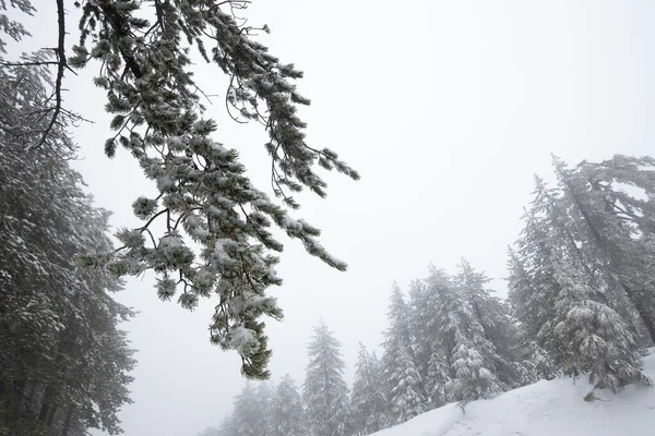Paisagem Florestal Inverno Com Montanha Coberta Neve Pinheiros Troodos Montanhas — Fotografia de Stock