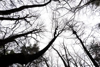 Akçaağaç gövdesinin parlak gökyüzüne bakan alçak açılı görüntüsü