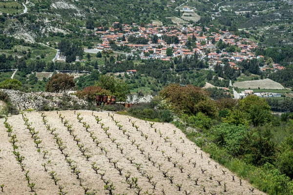 Wijngaard Voorkant Van Het Panoramische Landschap Van Het Pittoreske Traditionele — Stockfoto