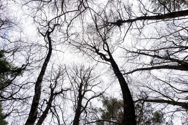 Вид Сверху Ствола Кленового Дерева Низким Углом Обращенного Яркому Небу — стоковое фото