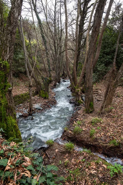 Rivier Stroomt Door Een Bos Met Hoge Bomen Troodos Bergen — Stockfoto