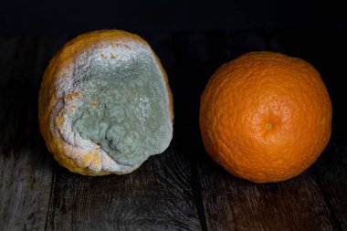 Çürük portakallar, küflü portakal, stüdyoda siyah bir arka plan.