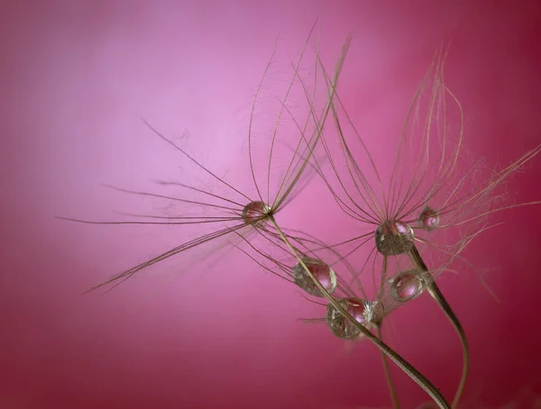 Dandelion Taraxacum 그리고 스튜디오의 자주색 배경에 빗방울 매크로 선택적 — 스톡 사진