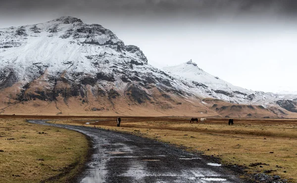 Empty Rural Road Leading Snowy Mountain Valley Horses Feeding Iceland — Stock Photo, Image