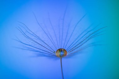 Karahindiba, taraxacum. Stüdyoda parlak mavi bir zemin üzerinde yağmur damlaları olan tohumlar. Macro, Seçici Odaklanma.