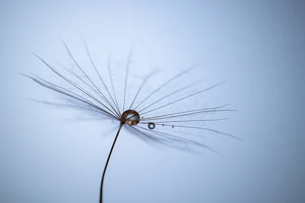 Paardebloem Taraxacum Zaden Met Regendruppels Tegen Een Helderblauwe Achtergrond Een — Stockfoto