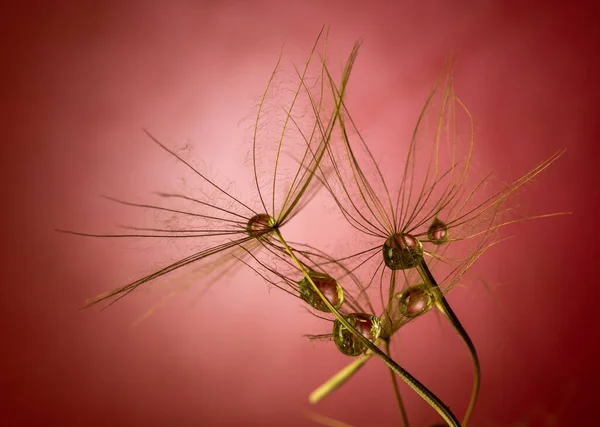 Dandelion Taraxacum 그리고 스튜디오 배경에 빗방울 매크로 선택적 — 스톡 사진