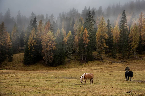 Cavalos Nos Campos Bela Alpe Siusi Seiser Alm Nas Dolomitas — Fotografia de Stock