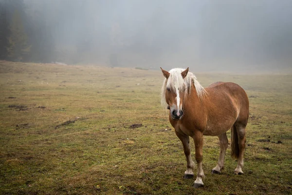 Portret Brązowego Konia Polach Pięknego Alpe Siusi Seiser Alm Dolomitach — Zdjęcie stockowe