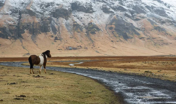 Islandpferde Tal Hinter Dem Vulkan Kalta Der Frühling Mit Schnee — Stockfoto