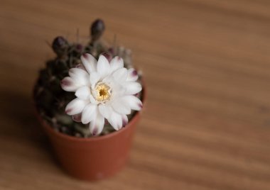 Tencereye serpilmiş taze beyaz bir jimnastik çiçeği damsii kaktüsü.