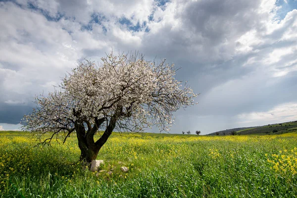 Eenzame Amandelboom Met Bloesems Lente Een Groen Veld Tegen Bewolkte — Stockfoto