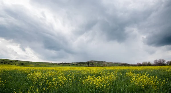 Bellissimo Campo Con Fiori Gialli Cielo Nuvoloso Blu Accogliente Primavera — Foto Stock