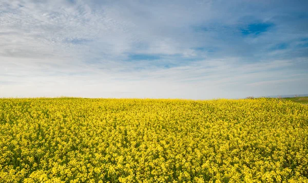 Prachtig Veld Met Gele Bloemen Blauwe Bewolkte Lucht Gastvrije Lente — Stockfoto