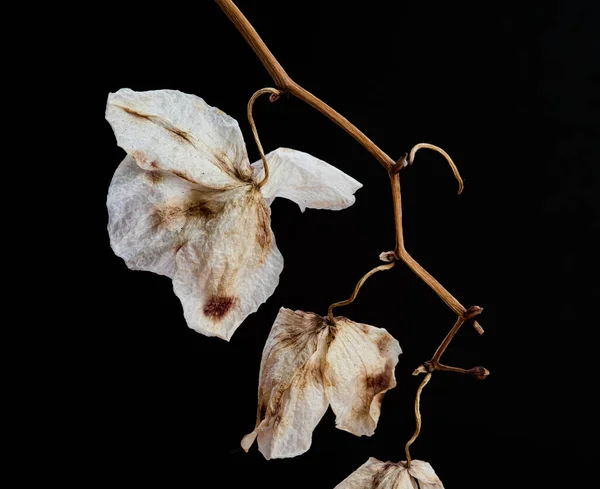 Orchidée Flétrie Morte Phalaenopsis Pétales Fleurs Isolés Sur Fond Blanc — Photo