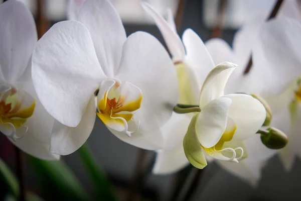 Hermosa Flor Fresca Orquídea Blanca Phalaenopsis Flores — Foto de Stock