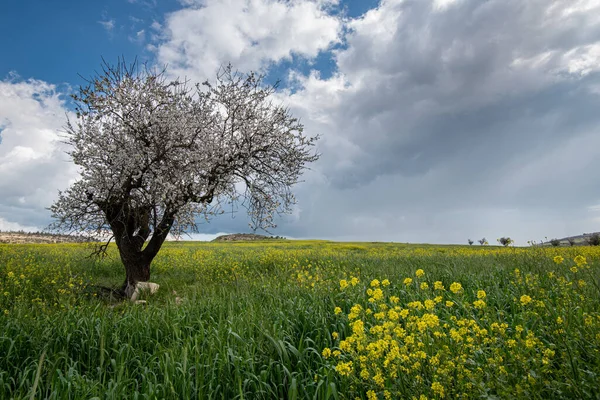 Einsamer Mandelbaum Mit Blüten Frühling Auf Einer Grünen Wiese Und — Stockfoto