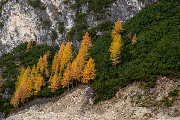 Чудовий Гірський Краєвид Мальовничих Доломітів Жовтими Соснами Восени Територія Passo — стокове фото