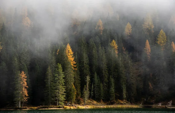 Beautiful Mountain Landscape Picturesque Dolomites Yellow Pine Trees Autumn Passo — Stock Photo, Image
