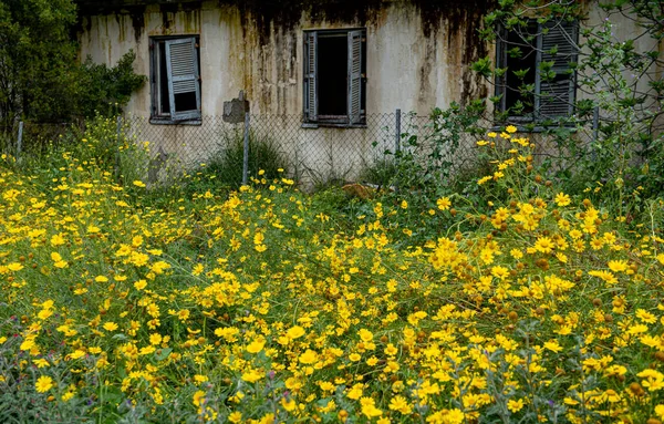 春天黄色的玛格丽特花朵在一座荒废的建筑物前绽放 被遗弃的概念 — 图库照片