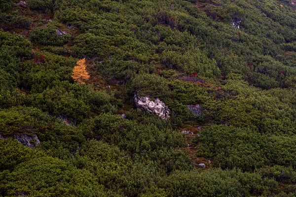 Abeto Solitário Com Folhas Amarelas Estação Outono Nas Dolomitas Italianas — Fotografia de Stock