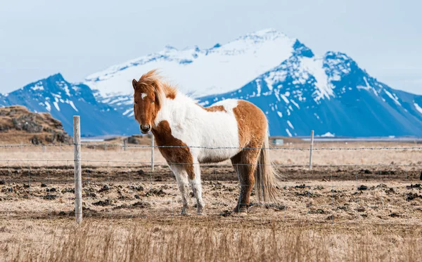 Islandpferd Auf Dem Pferdehof Tal Der Nähe Des Vulkanberges Kalta — Stockfoto