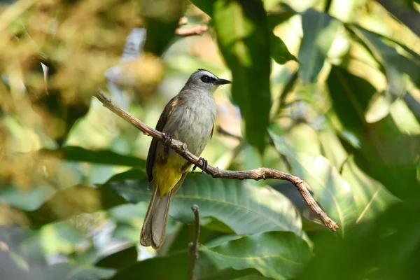 Bulbul Pycnonotus goiavier de ventilación amarilla posado en rama de mango con hojas verdes de fondo . —  Fotos de Stock