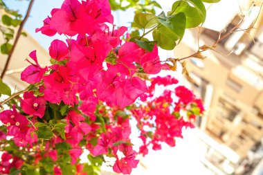 Güneşli Creete Agios Nikolas