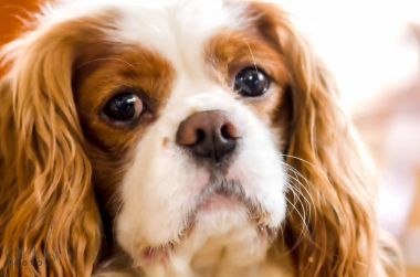 Blenheim cavalier king charles spaniel