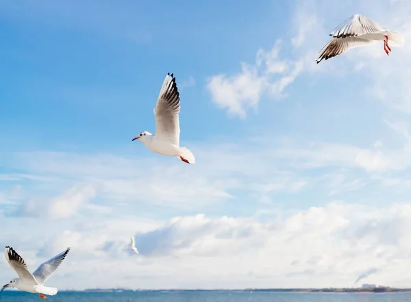 Seagulls flying over Baltic Sea — Stock Photo, Image