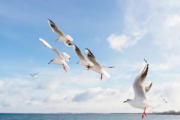 Seagulls flying over Baltic Sea — Stock Photo, Image