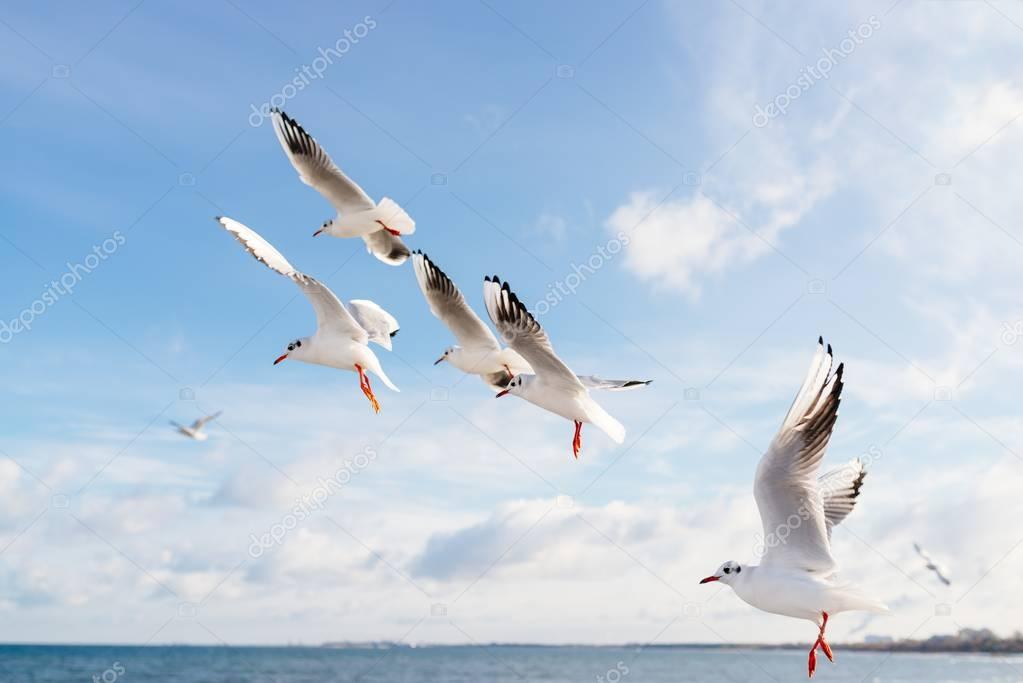 Seagulls flying over Baltic Sea