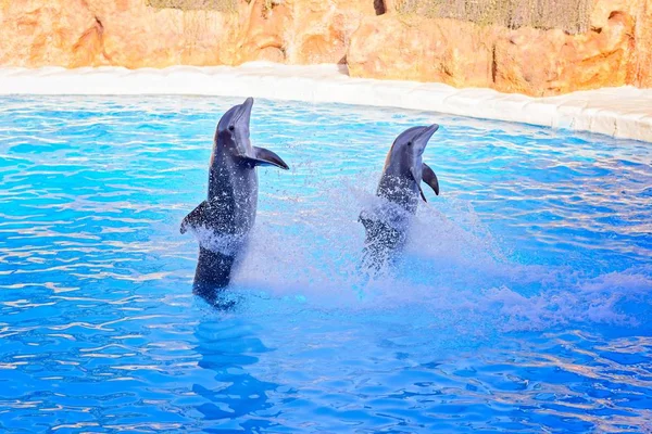 Two grey dolphins making tricks Stock Photo