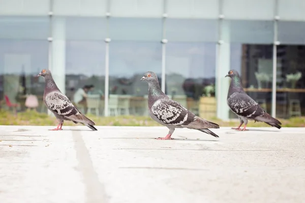 Tres palomas grises caminando —  Fotos de Stock