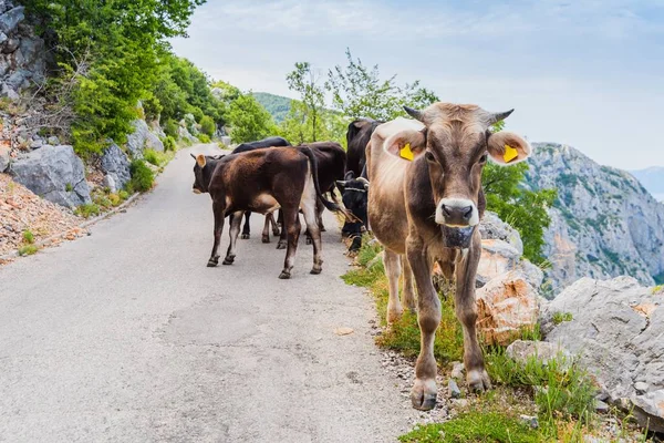 Kor på fjällvägen. — Stockfoto