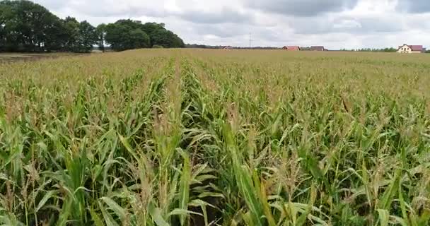 Low flight forward above corn field. — Stock Video