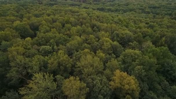 Yeşil yaprak döken orman üzerinde uçuş ileri — Stok video