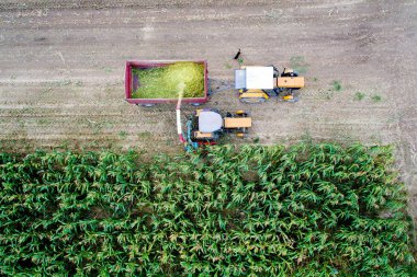 Mısır sonbaharda hasat