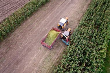 Mısır sonbaharda hasat