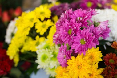 Güzel mor ve sarı gerbera daisies