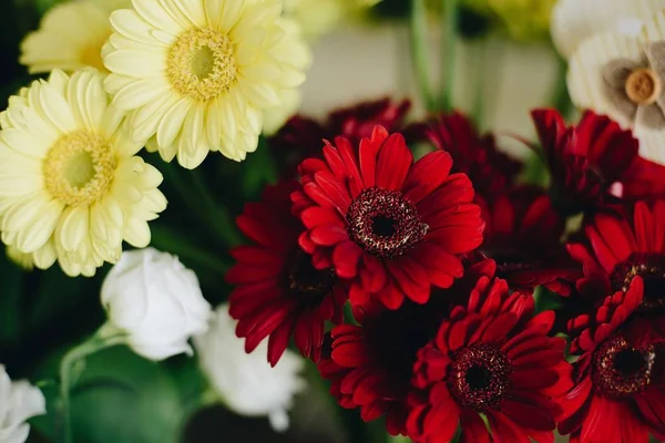 Margaritas gerberas rojas y amarillas —  Fotos de Stock